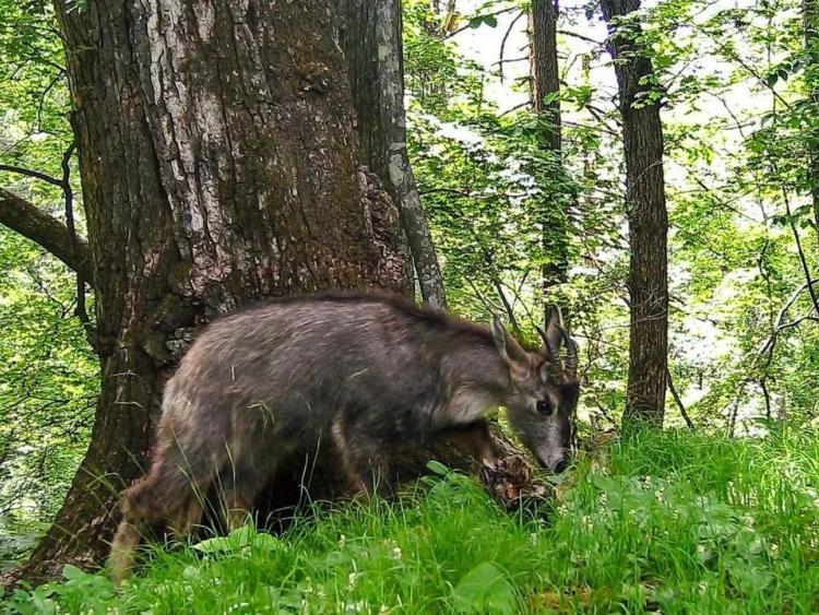 Амурский горал