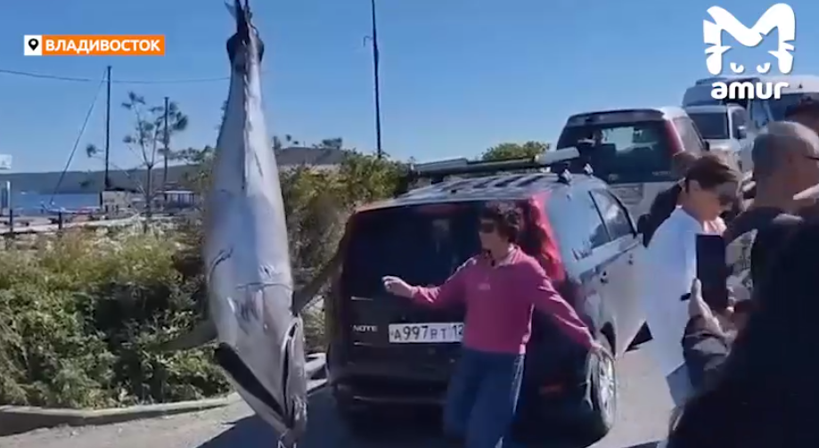 Тунец